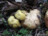 Pseudoboletus parasiticus 