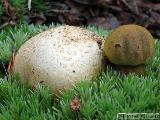 Pseudoboletus parasiticus 