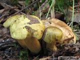 Pseudoboletus parasiticus 