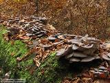 Pleurotus ostreatus 