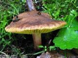 Phylloporus pelletieri 