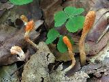 Cordyceps militaris