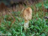 Cordyceps militaris 