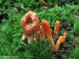 Cordyceps militaris