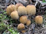 Coprinellus micaceus 