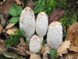 Coprinus comatus 