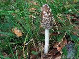 Coprinopsis picacea