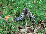 Coprinopsis picacea