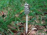 Coprinopsis picacea 