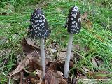 Coprinopsis picacea 