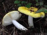 Russula claroflava 