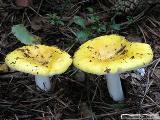 Russula claroflava 