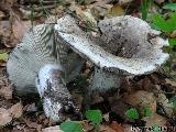 Russula albonigra