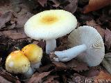 Russula solaris 