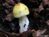 Russula solaris 