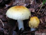 Russula solaris