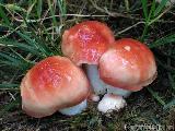 Russula pseudointegra 