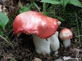 Russula pseudointegra