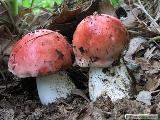 Russula pseudointegra