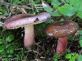 Russula queletii 