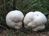 Calvatia gigantea 