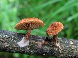 Phaeomarasmius erinaceus 