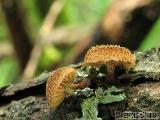 Phaeomarasmius erinaceus