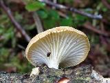 Lentinus suavissimus 