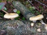 Lentinus suavissimus 