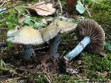 Stropharia caerulea