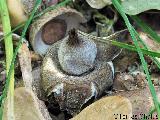 Geastrum elegans