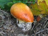 Amanita caesarea 