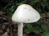 Amanita virosa 