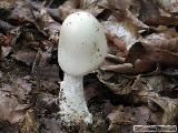 Amanita virosa 