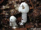 Amanita virosa 