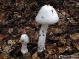 Amanita virosa 