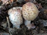 Amanita rubescens 