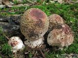 Amanita rubescens 