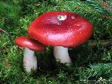 Russula emetica 