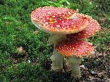 Amanita muscaria