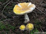 Amanita muscaria var. formosa