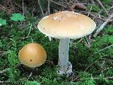 Amanita gemmata