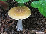 Amanita gemmata