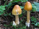 Amanita crocea 