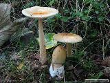 Amanita crocea 