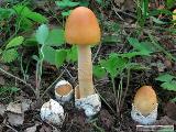 Amanita crocea 