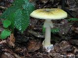 Amanita phalloides