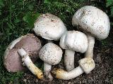 Agaricus xanthodermus 