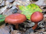 Cortinarius cinnabarinus 