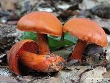 Cortinarius cinnabarinus 